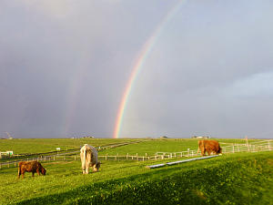 Grasende Kühe unter einem Regenbogen auf der Hunnenswarf